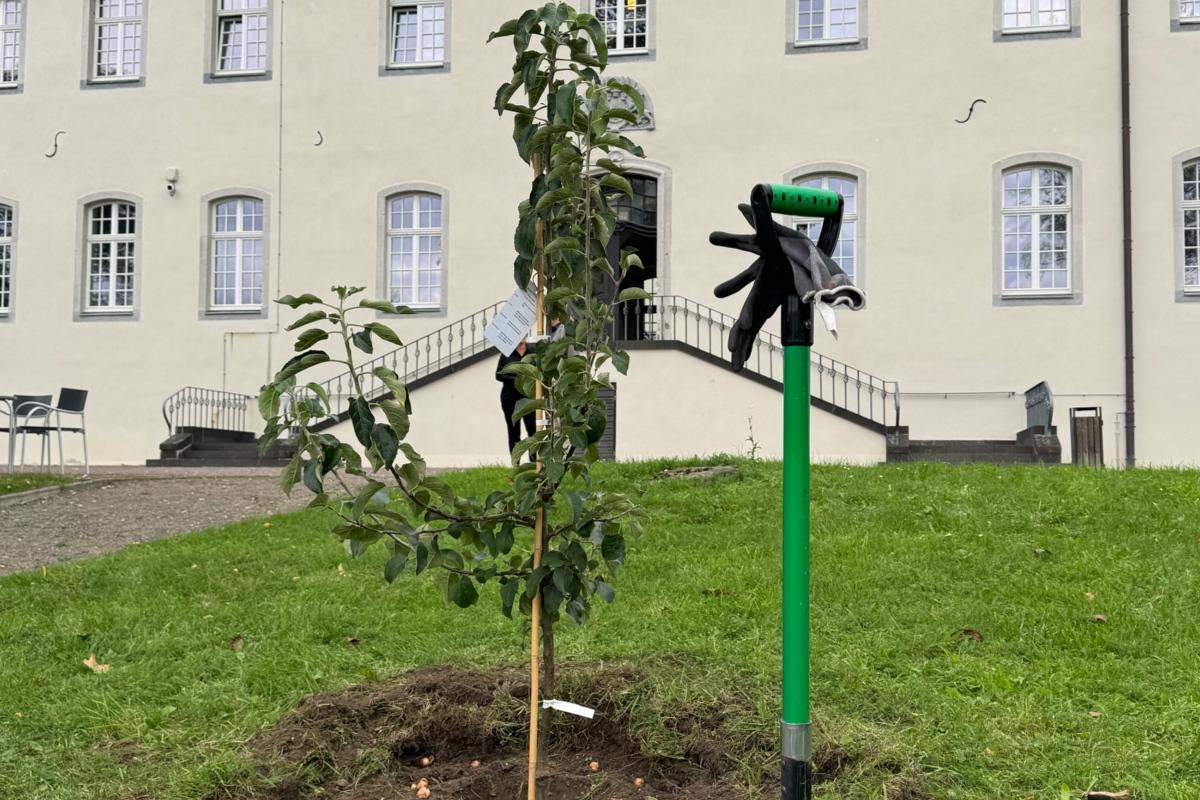 Apfelbaum im Südpark der Abtei