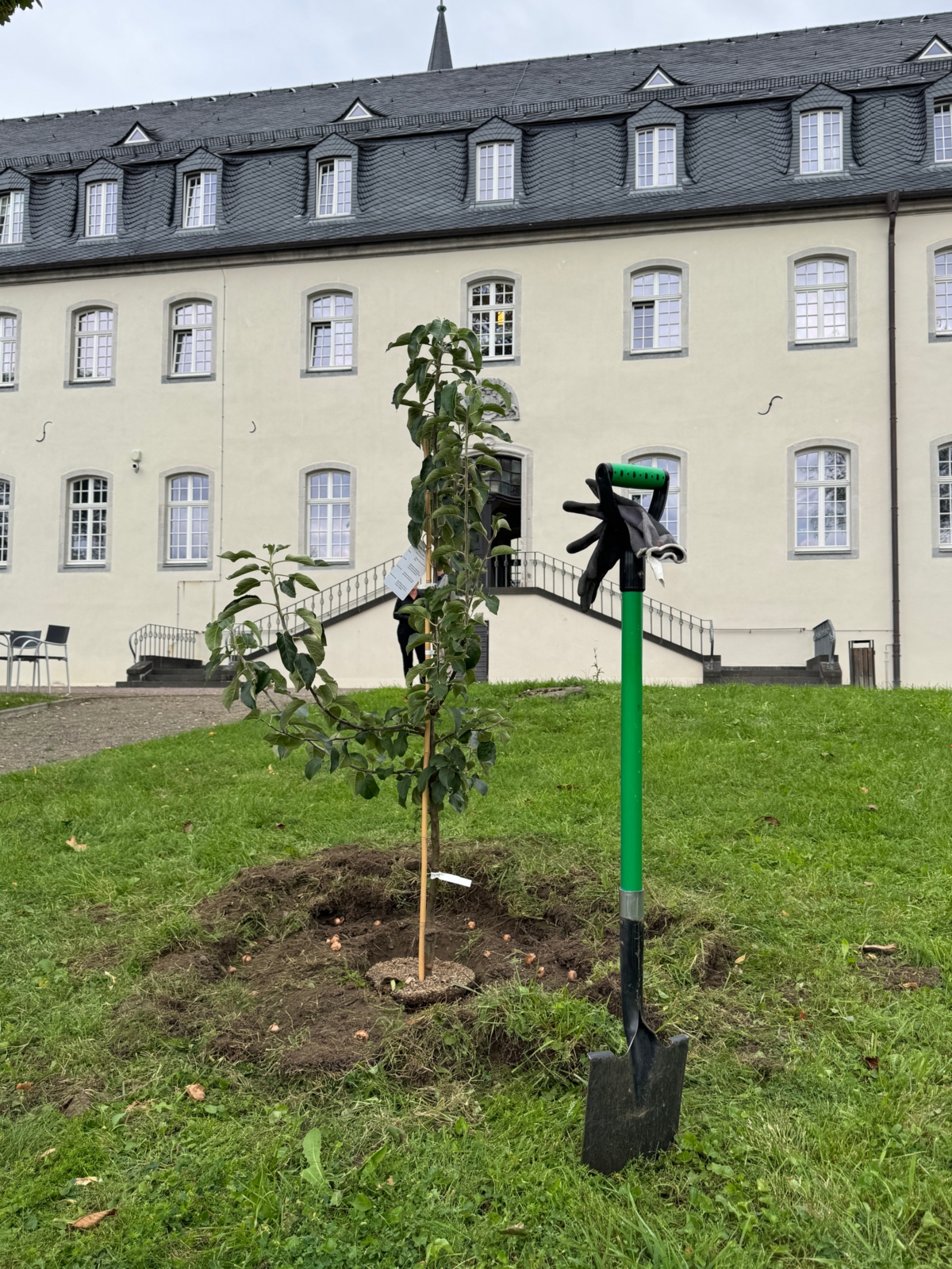 Apfelbaum im Südpark der Abtei